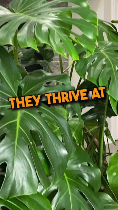 Monstera Deliciosa Care Tip