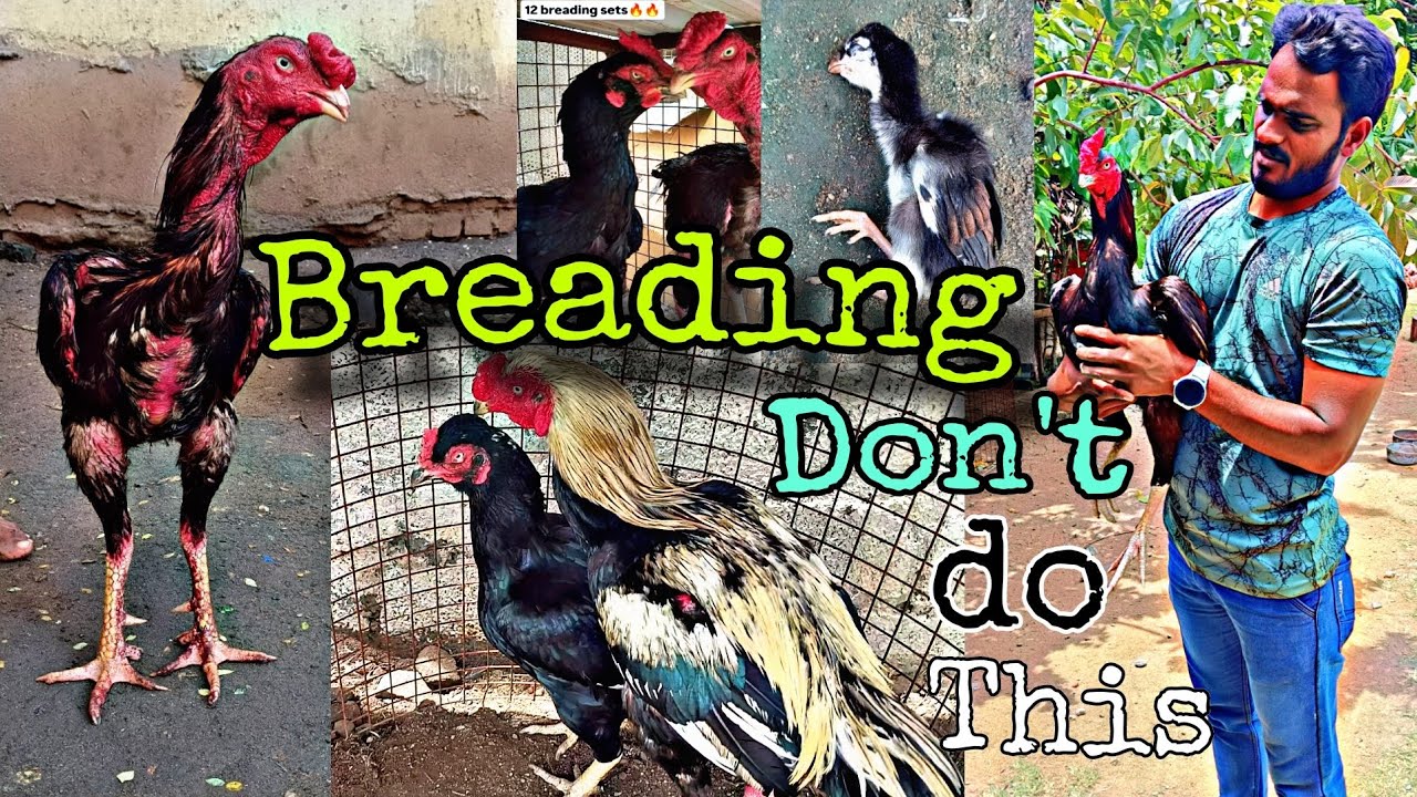 பிரிடிங் இதுதான் அதில் இதை மட்டும் செய்யவேண்டாம்