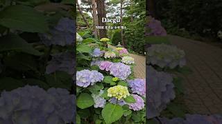 네이처파크 수국#대구수국 #수국 #대구수국명소 #대구가볼만한곳 #네이처파크  #네이처파크수국