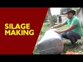 SILAGE MAKING USING PLASTIC BAG (Tagalog Version)