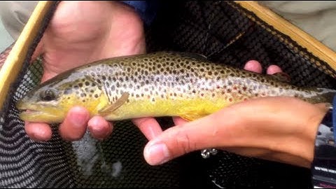 W4F - Fly Fishing "Nymph Fishing and Dry Fly" Fishing the Dry Dropper