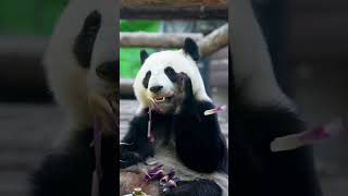 Панды в Москве отметили День рождения Китая! 🎉🇨🇳