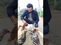 Mianwali Aseel Hand Feed 🐓🤲#MianwaliAseel#VillageLife#ViralVideo #Shorts