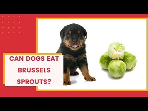 is brussel sprouts safe for dogs