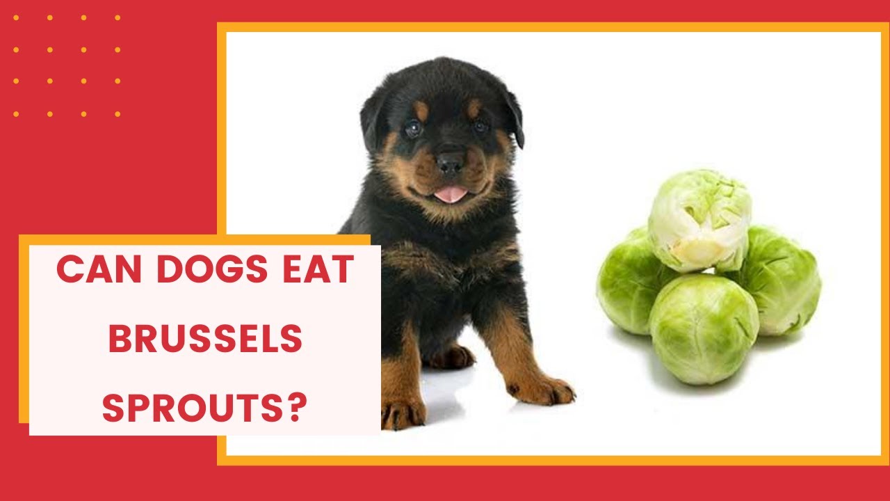 is brussel sprouts safe for dogs