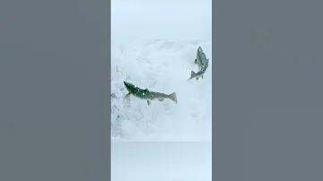 🐟 Нерест и жизненный цикл лососевых. Как нерестится лосось? 🎣
