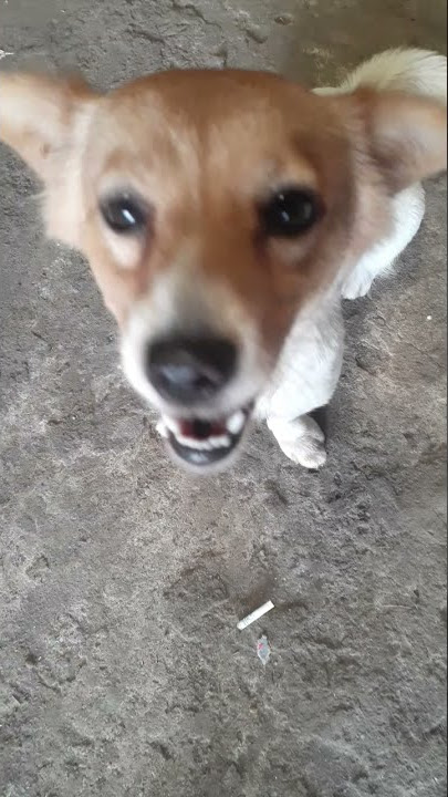 Anjing lucu dan Gemes #shorts #short #anjinglucu