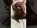 THE KEY Funny Cute Cat THE KEY Funny Cute Cat