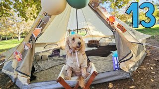 Our Dog Harry has a Camping themed Bark Mitzvah! Rocky the Macaw LOVES IT!