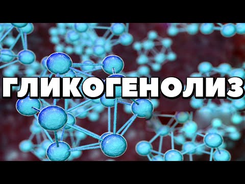 Гликогенолиз.Распад гликогена.Мобилизация гликогена.