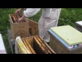Сборка пчелопакетов