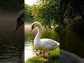 The story Hans it's very beautiful #animation video