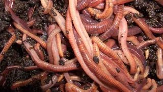 Где быстро накопать зимой червей в городе на рыбалку /winter worms in the city