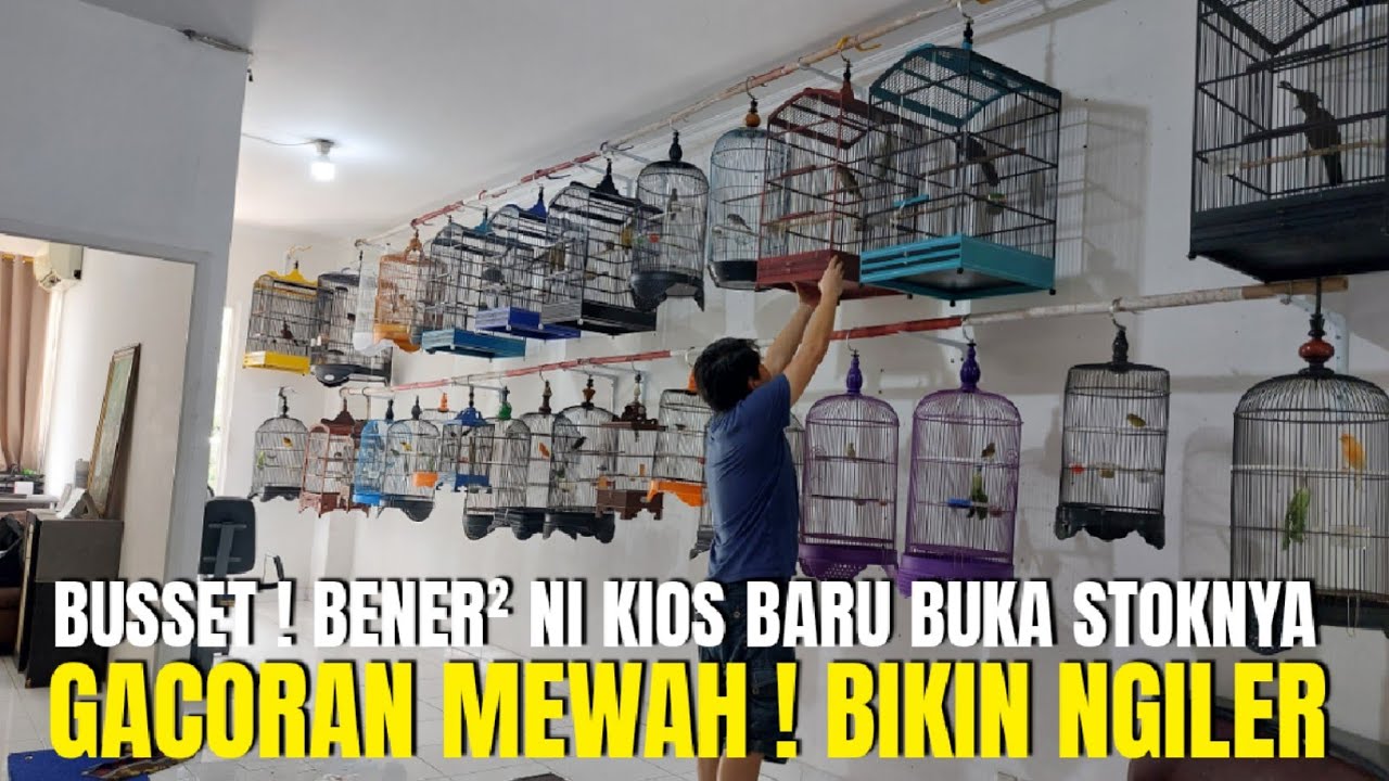 BUSSET ! BENER² MEWAH STOK BURUNG DI KIOS BARU JAYA INI ! SEMUA GACOR DOR PANTES DICARI BANYAK ORANG