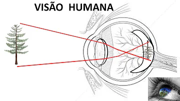 Qual o fenômeno físico que nos possibilita enxergar algo explique fisicamente e biologicamente como funciona a interpretação de cores pelo nosso olho e cérebro?