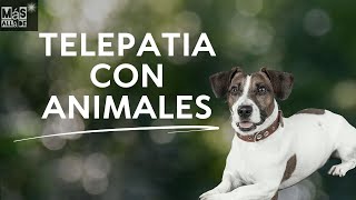 Comunicación con animales  Claudia Luna