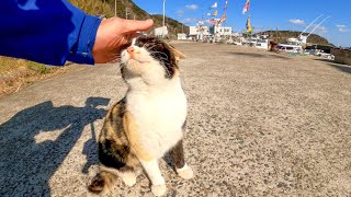 漁港で三毛猫を撫でるとキジトラ猫も撫でられにやって来た