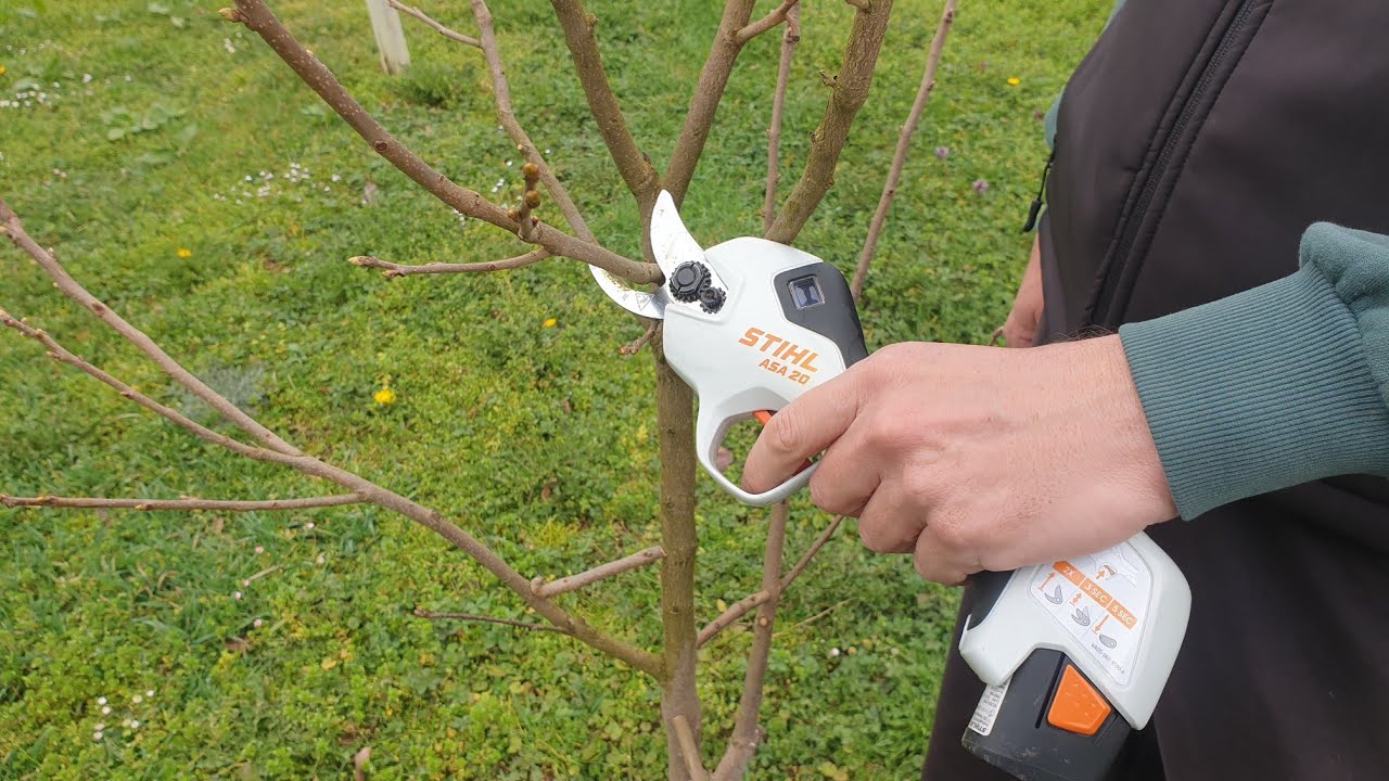 Как обрезать дерево хурмы?