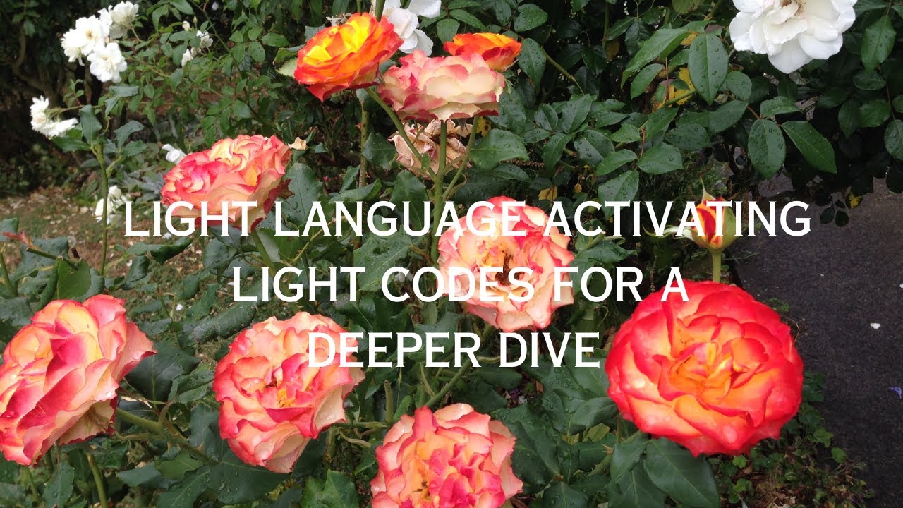 Light Codes to Activate the Awareness to Shift the Dark Night of The ...
