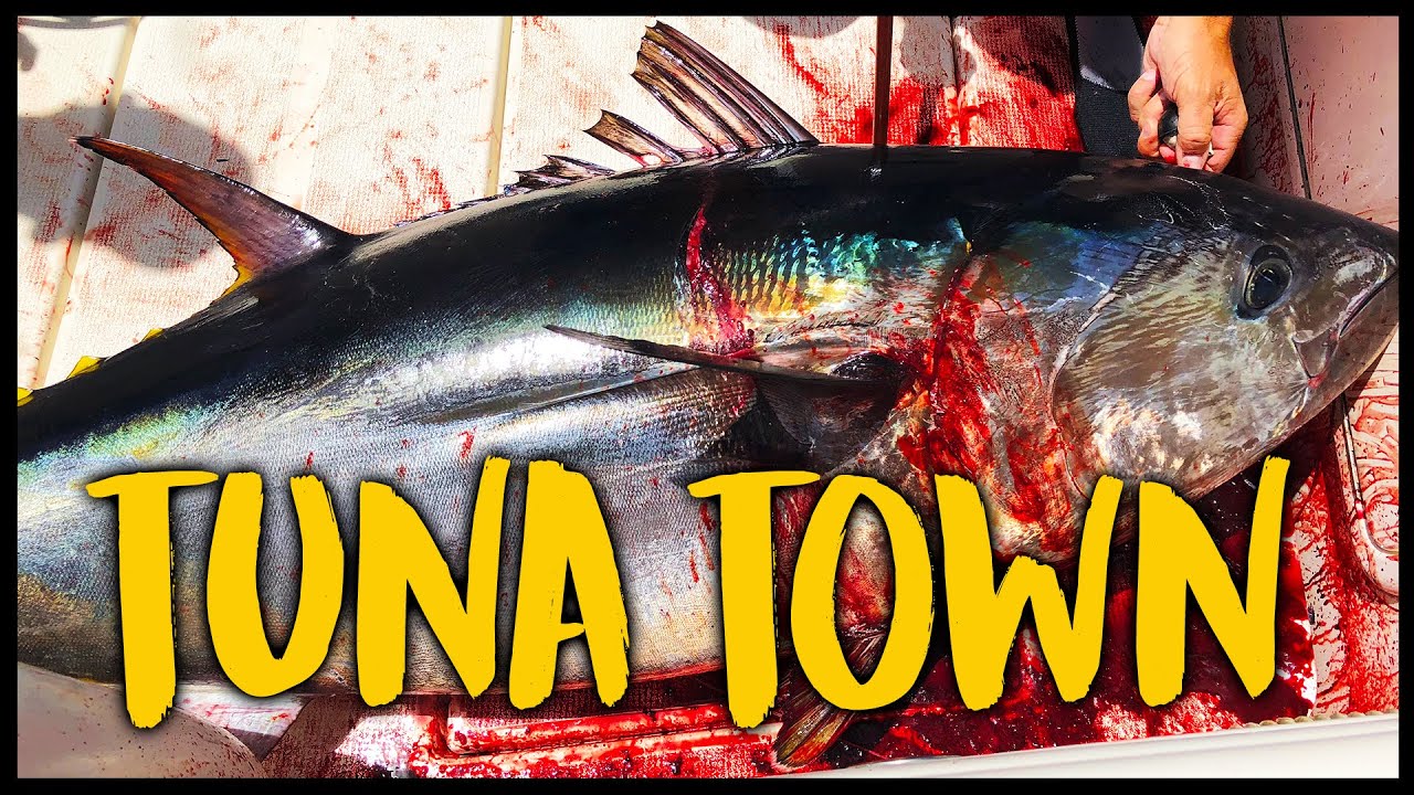 kite fishing tuna kite fishing tuna