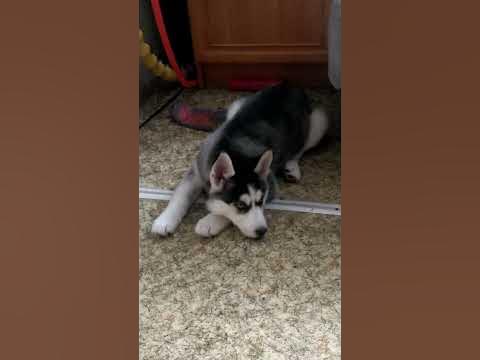 самая злая в мире хаски 😍 - YouTube