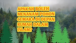BOLEHKAH MENANAM POHON CEMARA DI DEPAN RUMAH? || DALAM ISLAM
