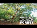 AWESOME WORK BY STIHL ms 382 🤩 | Cutting in Manjiyam Forest | Village tree cutting