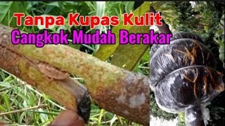 Cara Mencangkok Durian Mudah Tumbuh Akar dan Cepat Berbuah//How to Layering Durio zibethinus