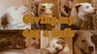 GIVING MY DOG A BATH! | AH HELP!!! | 2019 Resimi