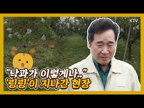 해외서도 ''인기만점'' 배 농가에 무슨 일이?! (이낙연 총리 태풍 ''링링'' 피해농가 방문)