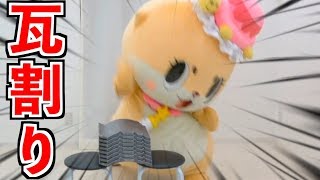 カワウソちぃたん☆瓦割りするよ！！ - YouTube