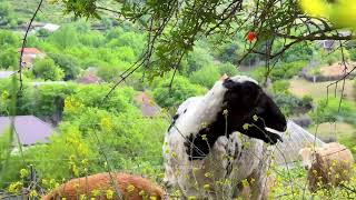 Natural Food Cooking in Village / Farm to Table Recipes / Off-Grid Living Family