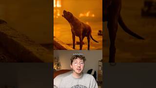 The Good Dogs (and People) of the LA Wildfires
