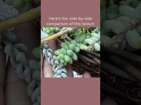 Video: Sedum augalai: Sedum auginimas sode