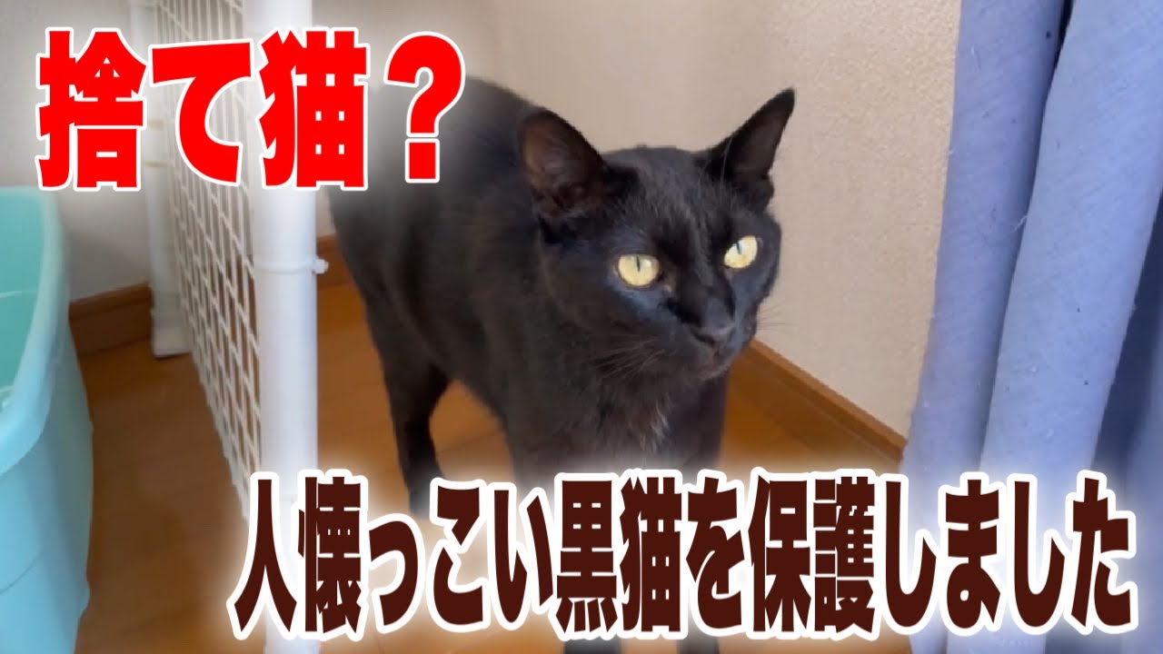 捨て猫 らしき黒猫さんを保護しました We Rescued A Cat Youtube 捨て猫 らしき黒猫さんを保護しました We Rescued A Cat Youtube