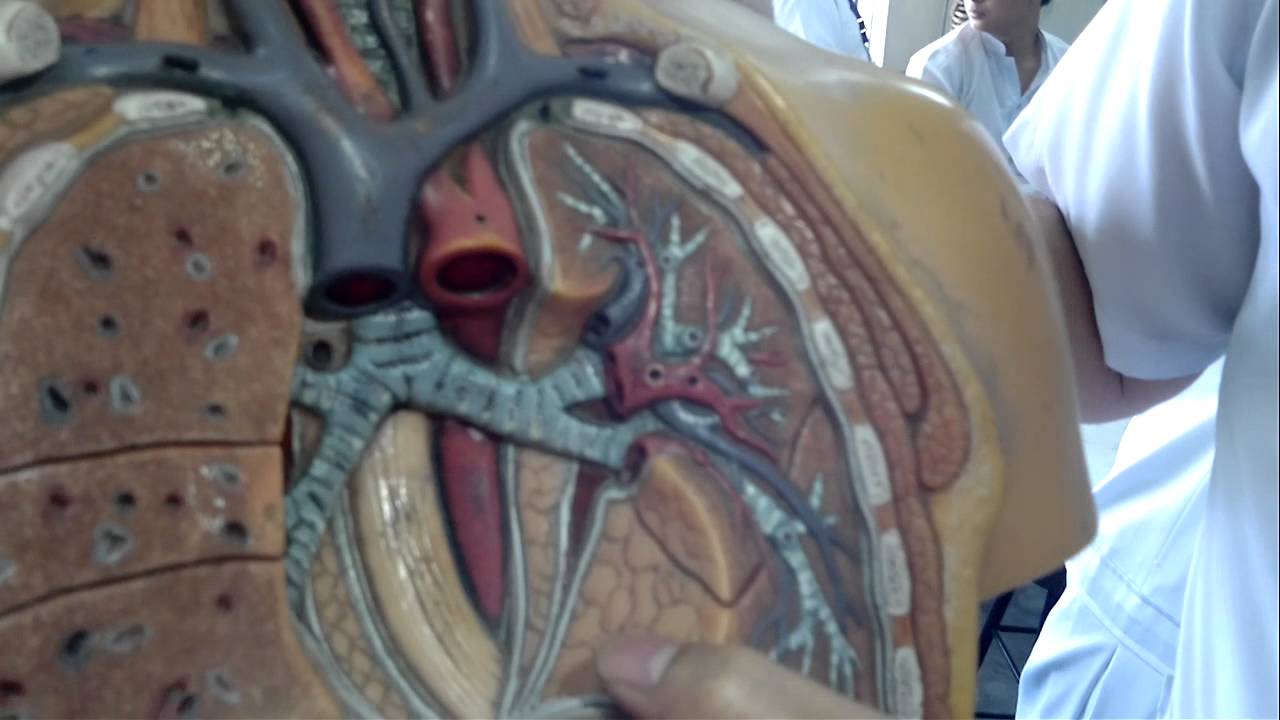 Repiratory System Part 2 HD YouTube