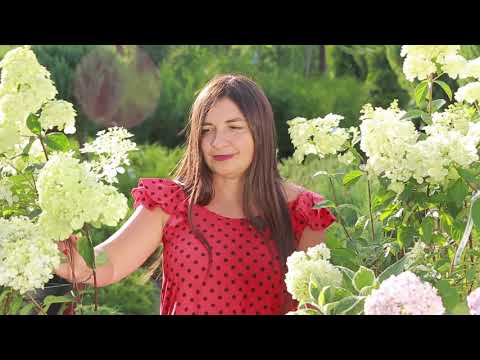 Гортензія волотиста Фрамбозіні / Hydrangea paniculata Framboisine ® 'Rensam' С10/Н70-100, видео 1