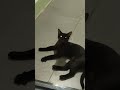 #cute #cat #funny #cutecat #বিড়ালপ্রেম #cutecats #catlove #সুন্দরবিড়াল