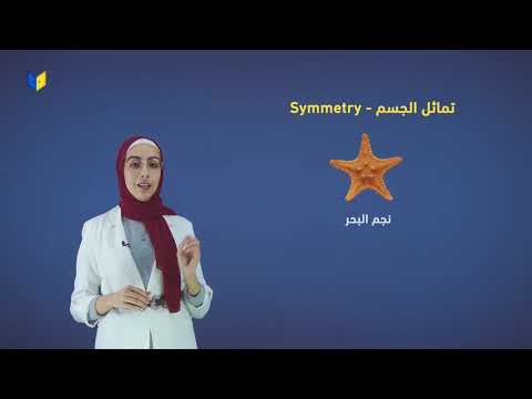 فيديو: أي حيوان متماثل شعاعيًا؟