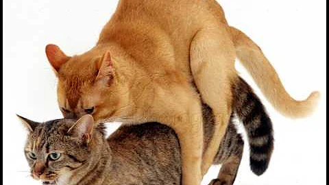 Video 5481001: cat mating female persian, female persian cat breeding, persian pregnant cat, persian cat first