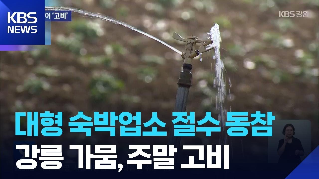 대형 숙박업소 절수 동참…강릉 가뭄, 주말 고비 / KBS  2025.08.30.