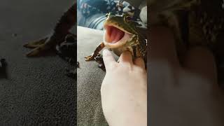 #funny #frog
