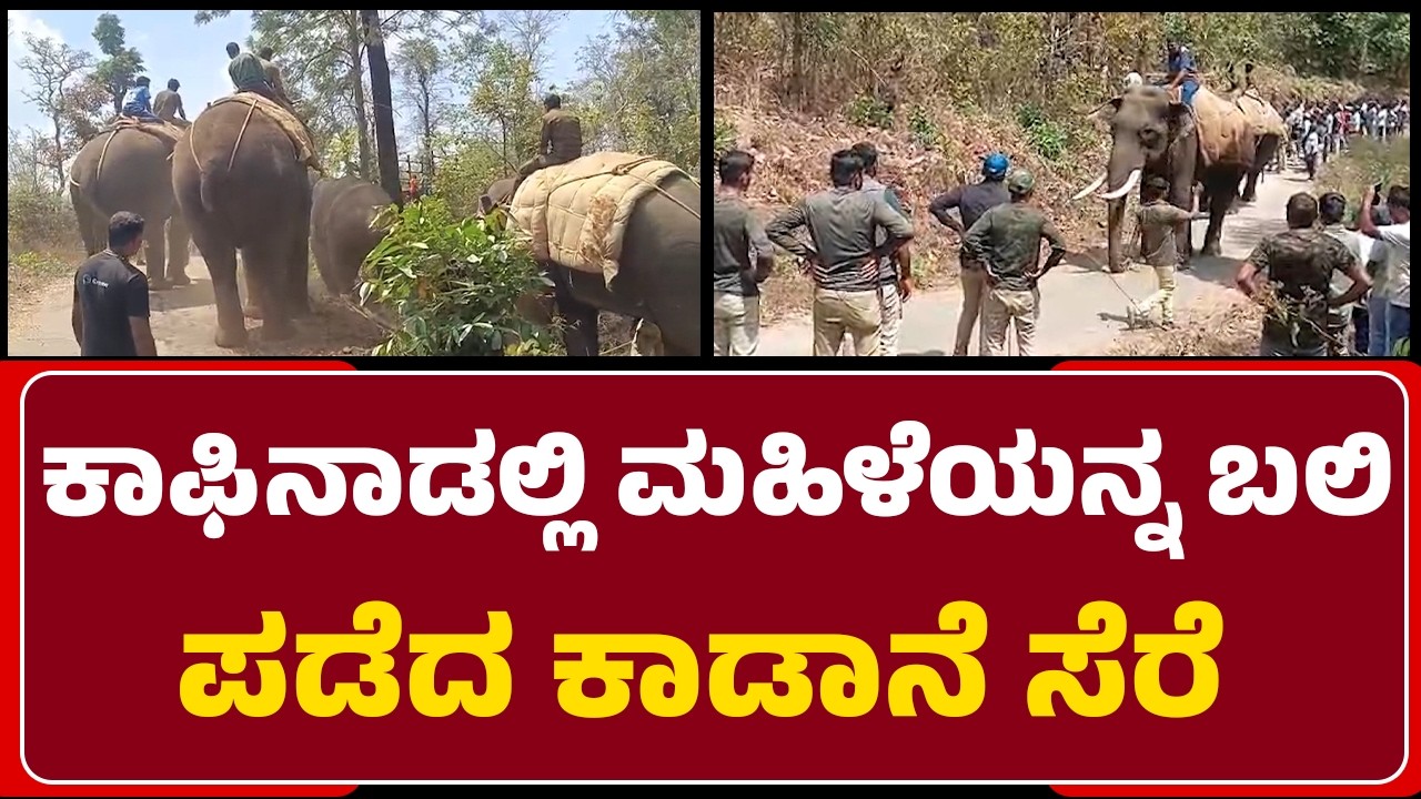 Elephant Incident : 7 ಸಾಕಾನೆಗಳ ಕಾರ್ಯಾಚರಣೆಯಿಂದ ಒಂಟಿ ಸಲಗ ಸೆರೆ | Pura | @newsfirstchikkamagaluru