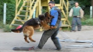 STRONG AND BOLD. Dog training. STRAZH. Odessa 03.06.23. by Канал о собаках NG Одесса. German Shepherd. 3,061 views 10 months ago 3 minutes, 16 seconds