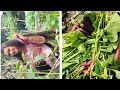 নিজের হাতে ফলানো শীতের সবজি 🥬☘️🍐#gardening#viral #ytshorts#love #trendin  #vegetables#shortvideo 