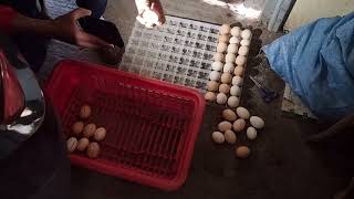 جزء الثاني من عملية تفقيص بيض الدجاج  تابعو معنا مراحل  من الاول حتى الاخر