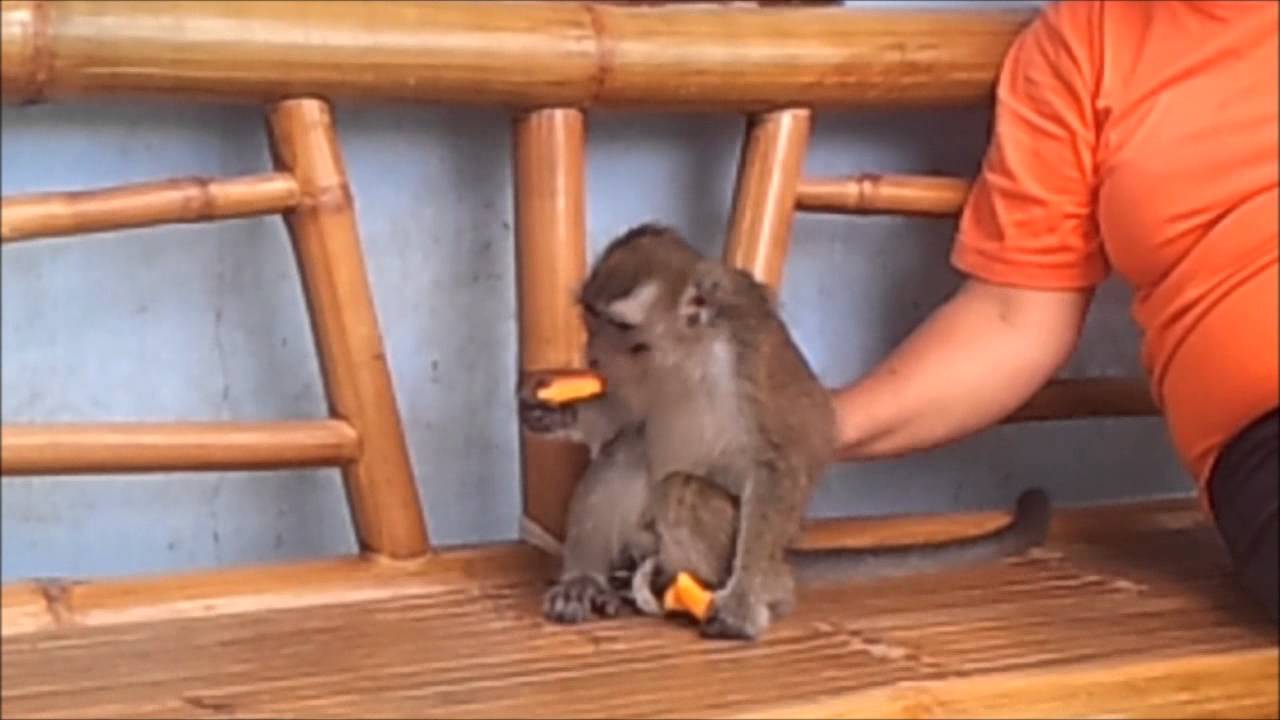 Philippine Monkey GK Missionville Iligan City Philippines 14th philippine-monkey-gk-missionville-iligan-city-philippines-14th