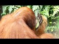 Orangutans&#39; Herbal Healing (part2) / オランウータンのハーバルヒーリング( 後編 )