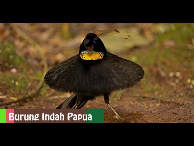 BURUNG INDAH CANTIK DI PAPUA - PUSI CHANNEL class=