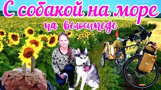 С собакой на море на велосипеде с велоприцепом
